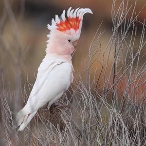 Meet your Posher, Meow